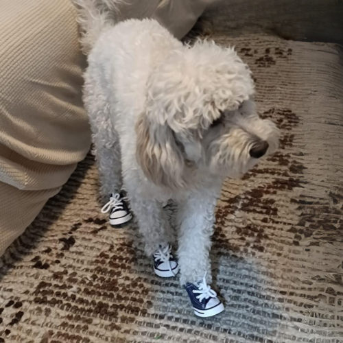 Zapatos Zapatillas Para Perro Gato Mascotas Estilo Converse T2